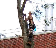 Bill Schiller, arborist for Tree Medics, removes a termite-infested oak tree from the Peace Quad during the summer.