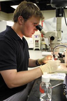 Jordan Ferrage, biology senior, works with chicken embros in a Monroe laboratory for his limb development project. 