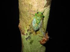 A cicada relaxes in the Rio Frio Cave in the Bermudas. They make a 'weeee-ou' sound at dusk.