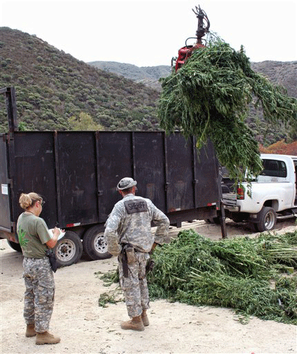 This image provided by the Los Angeles Sheriff's Department shows a marijuana eradication operation Sept. 12, 2009 in the Angeles National Forest just north of Los Angeles. Cultivation of marijuana, often by Mexican drug cartels, is rife in California's national forests, and the steep, scrub-covered canyons only a short drive from Los Angeles are no exception. Even before the blaze, authorities had removed record amounts of pot with an estimated street value of more than $2 billion.