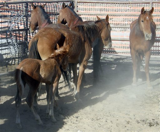 In this image released by the Department of the Interior's Bureau of Land Management, a wild mare and foal are seen after a Bureau of Land Management roundup at the Caliante Complex gather near Panaca, Nev., on Monday, Oct. 5, 2009. Thousands of mustangs that now roam the West would be moved to preserves in the Midwest and East under a new Interior Department plan to protect wild horse herds and the rangelands that support them. Interior Secretary Ken Salazar said Wednesday, Oct. 7, 2009.