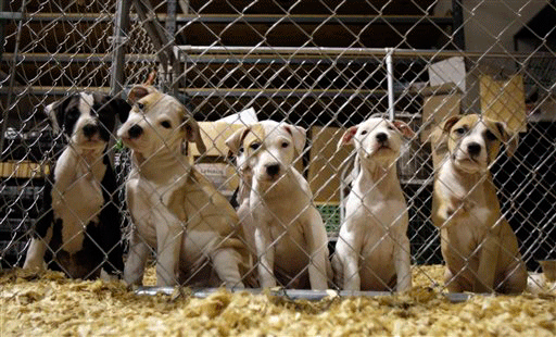 Pit bull puppies are seen at an emergency shelter that has been housing hundreds of dogs seized as part of the largest dogfighting raid in U.S. history Tuesday, Nov. 10, 2009, in St. Louis.Dozens of American pit bull terriers netted in the largest dogfighting raid in U.S. history are finding homes despite naysayers who predicted aggression or trauma would make them unsuitable as pets.