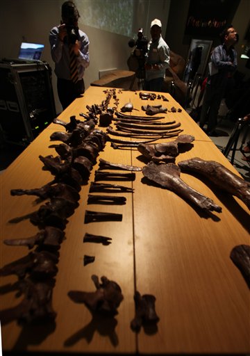 A cameraman and photographer record images of fossilized bones of a new dinosaur species, Aardonyx Celestae, from the early Jurassic period (about 200 million years old) during an announcement of the discovery at the University of the Witwatersrand, in Johannesburg, Wednesday, Nov. 11, 2009.