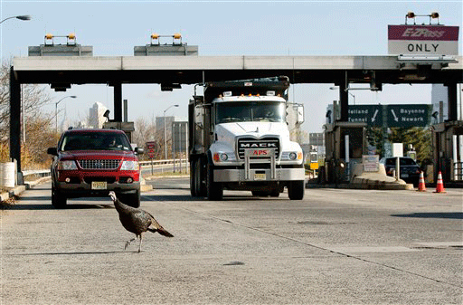 A wild turkey walks across the toll booths at exit 14B of the New Jersey Turnpike in Jersey City, N.J., Wednesday, Nov. 17, 2009. The turkey, who toll workers named Tammy, was caught Wednesday by New Jersey Division of Fish and Wildlife biologists after spending about two months in the area.