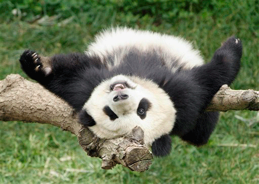 FILE - In this photograph provided by the National Zoo, Tai Shan, the National Zoos giant panda cub, plays in a tree at his home at the zoo in this June 9, 2006 file photo. The cub turns one year old Sunday, July 9. The National Zoo's beloved giant panda cub, Tai Shan, will soon be heading to China. Zoo spokeswoman Karin Korpowski-Gallo says officials will announce Friday morning Dec. 4, 2009 that Tai Shan will be leaving the Smithsonian Institution park in Washington. Under the Smithsonian's pa