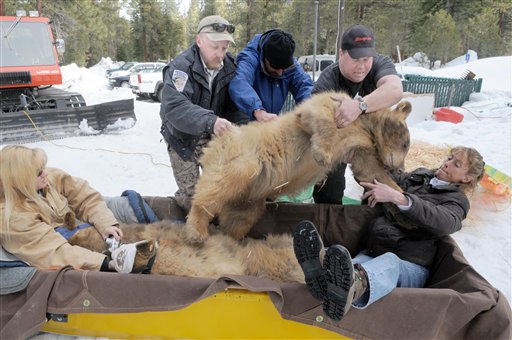 A yearling brown bear cub weighing close to 200 pounds is placed on the lap of Linda Sugasa, right, while Wendy Nelson cradles two others Wednesday March 17, 2010 in a toboggan en route to their new home in the Marlette Lake area near Lake Tahoe, Nev. The cubs, triplets, were orphaned when their mother had to be put down. 