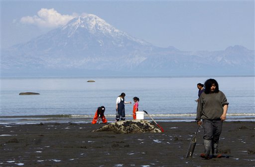 In this Tuesday, May 26, 2009 file photo, people dig for razor clams on the beach of Ninilchik, Alaska, as Redoubt volcano vents steam on the other side of Cook Inlet. After being quiet for months, scientists said a series of small, repetitive earthquakes on Monday, April 5, 2010, could be a possible sign the volcano could be reawakening.