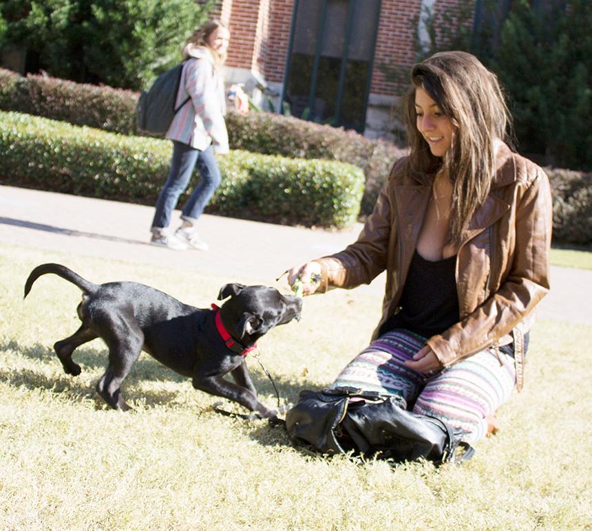 Camilla Santi, psychology senior, plays with a dog in the Peace Quad. The proposed ordinance would bring new orleans’ animal regulations online with other city’s.