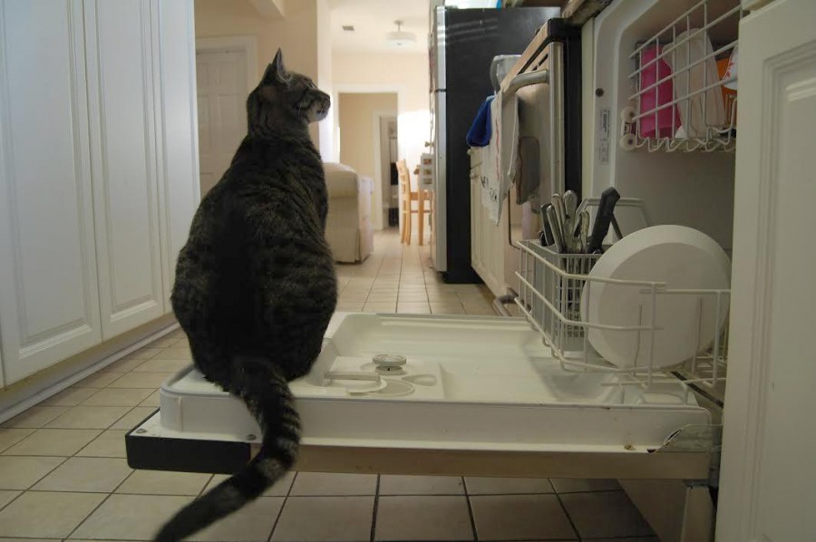 Life with roommates can bring various challenges— including furry ones.