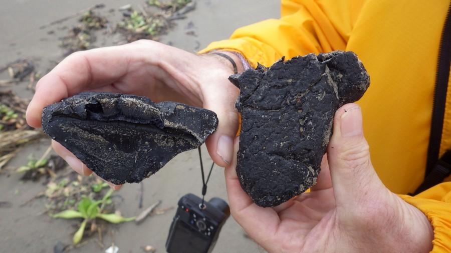 Two tar balls found on Elmer Island by students in Rob Thomas' class on April 18, 2015.