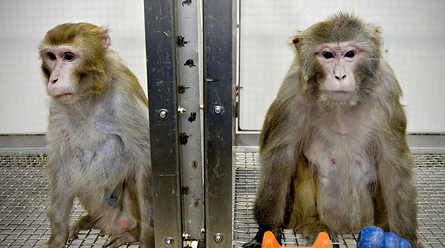Opinion: Primate testing ignores species’ intellect