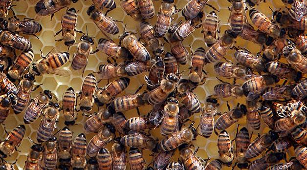 Florida honey bee law