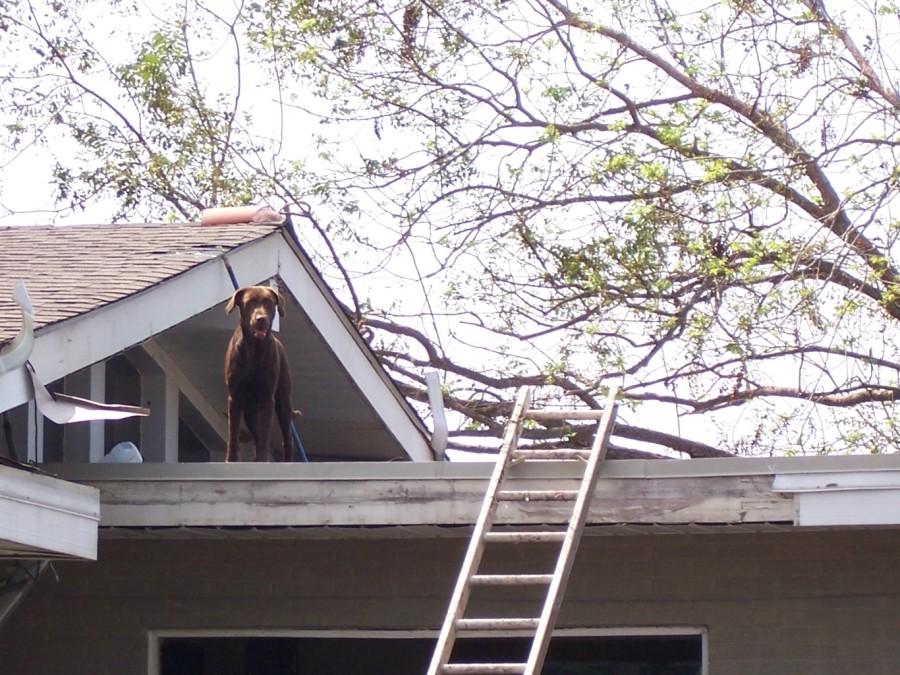 A dog tries to stay above water on the roof of a house as Hurricane Katrina floods the Lower Ninth Ward. The Humane Society of the United States, Animal Rescue New Orleans and the Louisiana Society for the Prevention of Cruelty to Animals came to New Orleans after Katrina to evacuate animals left behind after the storm. Photo credit: Terri Steuben