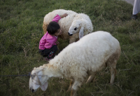 A Pakistani child plays with a sheep bought to be sacrificed on the upcoming Muslims festival Eid-al-Adha, Tuesday, Sept. 15, 2015 in Islamabad, Pakistan. Muslims all over the world celebrate the three-day festival Eid-al-Adha, by sacrificing sheep, goats, and cows to commemorate the willingness of the Prophet Ibrahim (Abraham to Christians and Jews) to sacrifice his son, Ismail, on Gods command. (AP Photo/B.K. Bangash)