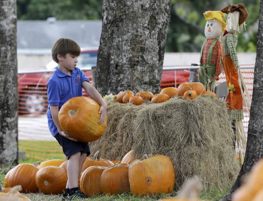 Families prepare to pick their pumpkins for the upcoming Halloween holiday. (AP Photo/Alan Diaz)