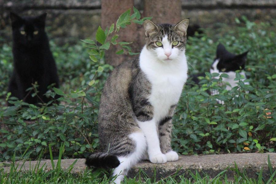 Three feral cats roam in front of Percival Stern Hall at Tulane University. The cat population has slowly declined in the Uptown area due to neuter programs. Photo credit: Kristen Stewart