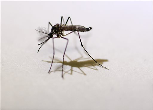 An Aedes aegypti mosquito in the lab at Pinellas County Mosquito Control in Clearwater, Fla., Aug. 23, 2016. The laboratory has been studying the Aedes Aegypti mosquito that can carry the virus from locally caught specimens. Photo credit: Jim Damaske/Associated Press