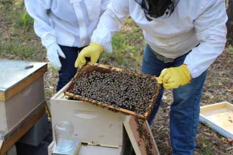 One species of bees was added to the endangered species list