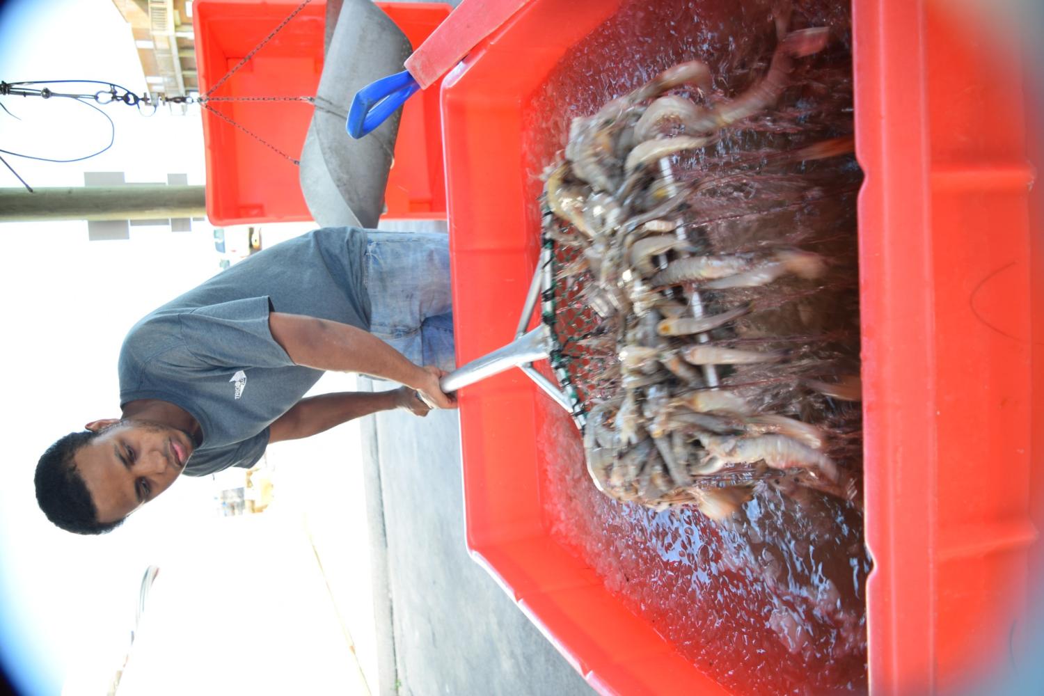 Tee Bran, from Alabama,  sifts through shrimp at Blanchards Seafood. Fishermen regularly process shrimp offloaded from boats during after an evening haul. Photo credit: Nick Arceneaux