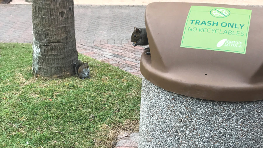 A squirrel eats food from a Palm Court garbage can on Loyolas Campus in New Orleans, La.,  while their obese-looking counterpart lurks in the background on Nov. 29, 2017. The campus is home to many squirrels, who often dig into the garbage for food. Photo credit: Nick Reimann