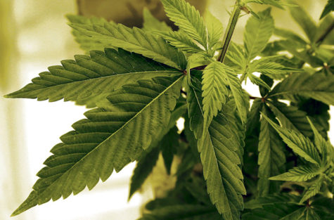 Louisiana could lose medical marijuana