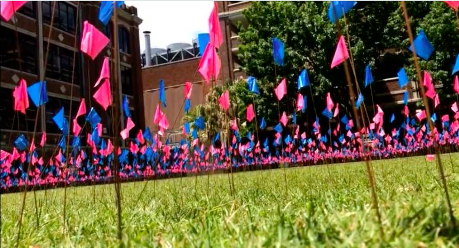 2,000 pink and blue flags wave in the Peace Quad as part of Wolf Pack for Lifes April 23 display to spread awareness of the number of abortions carried out each day in the U.S. Photo credit: Anna Knapp