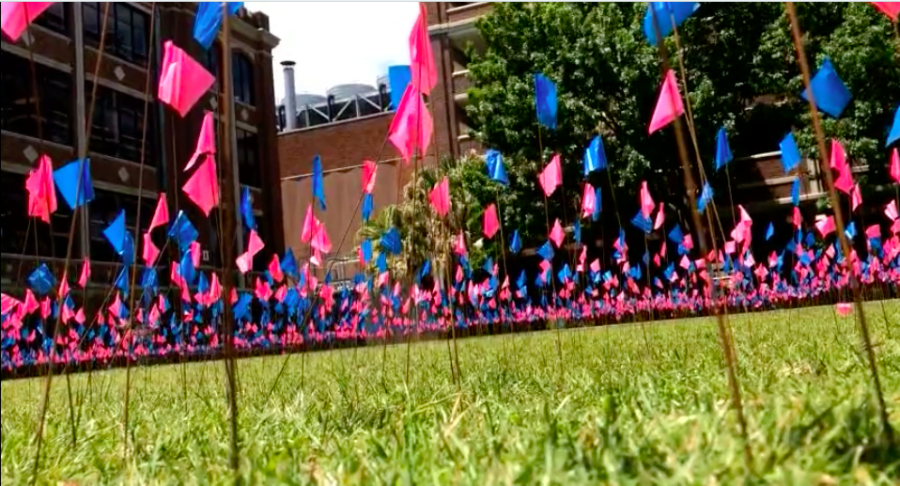 2,000 pink and blue flags wave in the Peace Quad as part of Wolf Pack for Life's April 23 display to spread awareness of the number of abortions carried out each day in the U.S. Photo credit: Anna Knapp