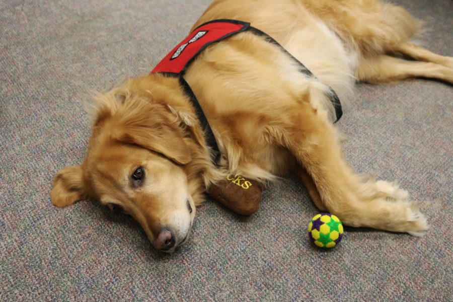 Beau relaxes while students study in the honors office on the first floor of Monroe Library. Although he used to suffer from anxiety, Beau now acts as an emotional support dog for Loyola students. Photo credit: Andres Fuentes