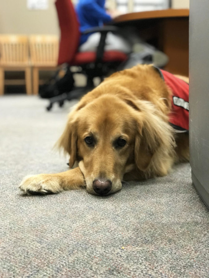 Beau is Loyola’s resident service dog. He stays on campus in the honors office. Henry Bean/The Maroon Photo credit: Henry Bean