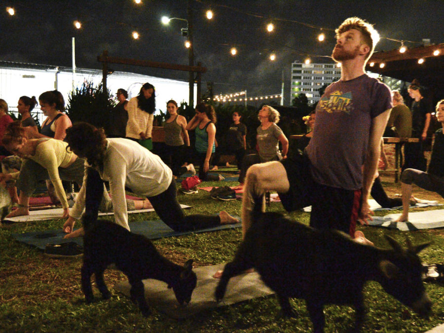 One of the attendees of goat yoga poses as two goats walk around looking placed on mats to draw their attention. Two more goat yoga sessions will be hosted this fall Monday Nov. 12 and 19 at 6 p.m. Photo credit: Andrew Lang