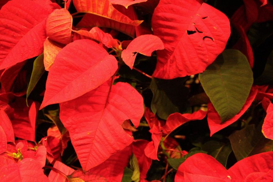 poinsettias.jpg