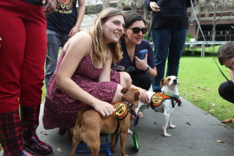 Dogs bring out diversity on campus