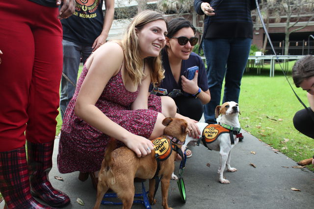 Three Loyola students pet one of the dogs from Zeus's Rescues.The Bateman team hopes that the Dogs for Diversity event will help draw people to their future events.