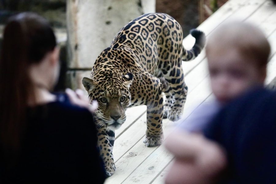 Valerie the Jaguar roaming his enclosure with Audubon Zoo attendants watching. Photo credit: Andres Fuentes