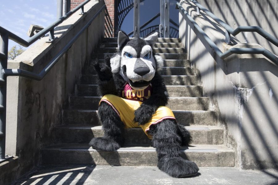 Havoc the Wolf has served as Loyola’s mascot since 2006 after a re-branding by the Loyola New Orleans Athletic department. Havoc is present at games held on campus as well as university events. Photo credit: Cristian Orellana