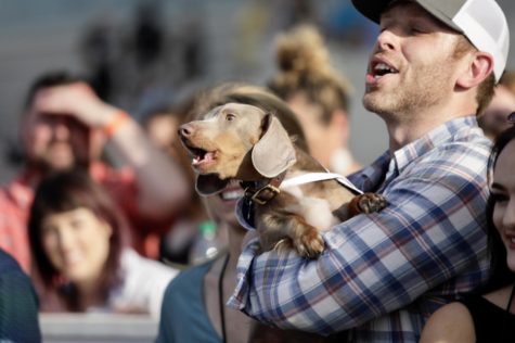 Fast & Furry-ous: Wiener dogs race at the Fair Grounds
