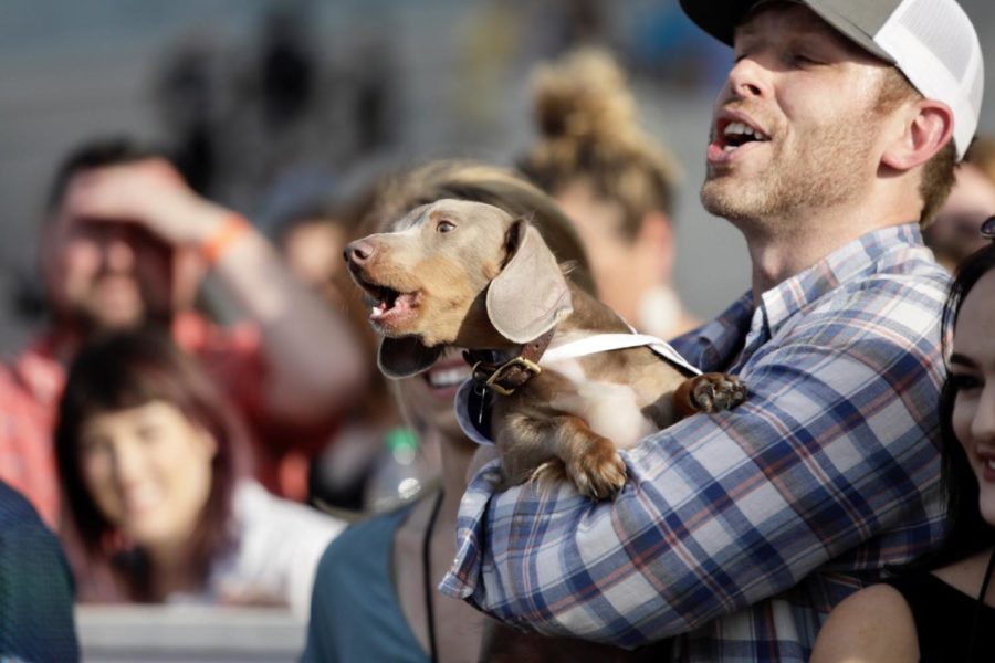 Wiener Dog Races New Orleans