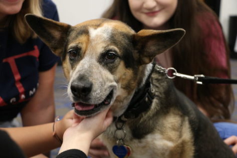 Therapy dogs help students survive ruff finals