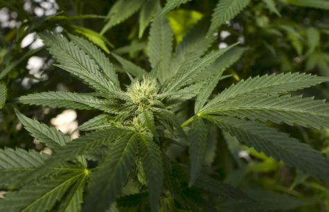 Medical marijuana debate lights up Louisiana