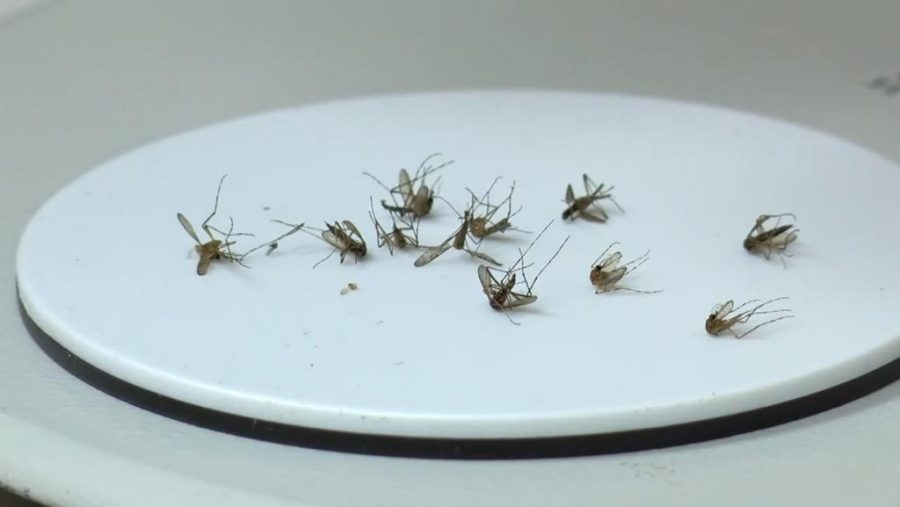 Dead mosquitoes are examined in a lab. Mosquitoes carry the West Nile Virus. Photo credit: Amy Ngo