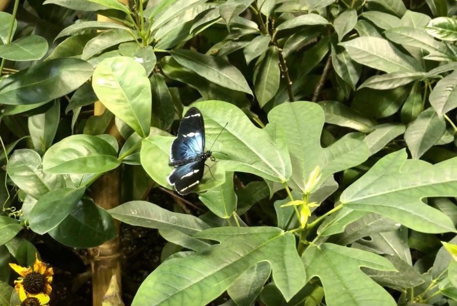 A butterfly rests on a plant inside the butterfly garden at the Audubon Butterfly Garden and Insectarium on Sept. 21. The Insectarium held a free admissions day. Photo credit: Sam Lucio