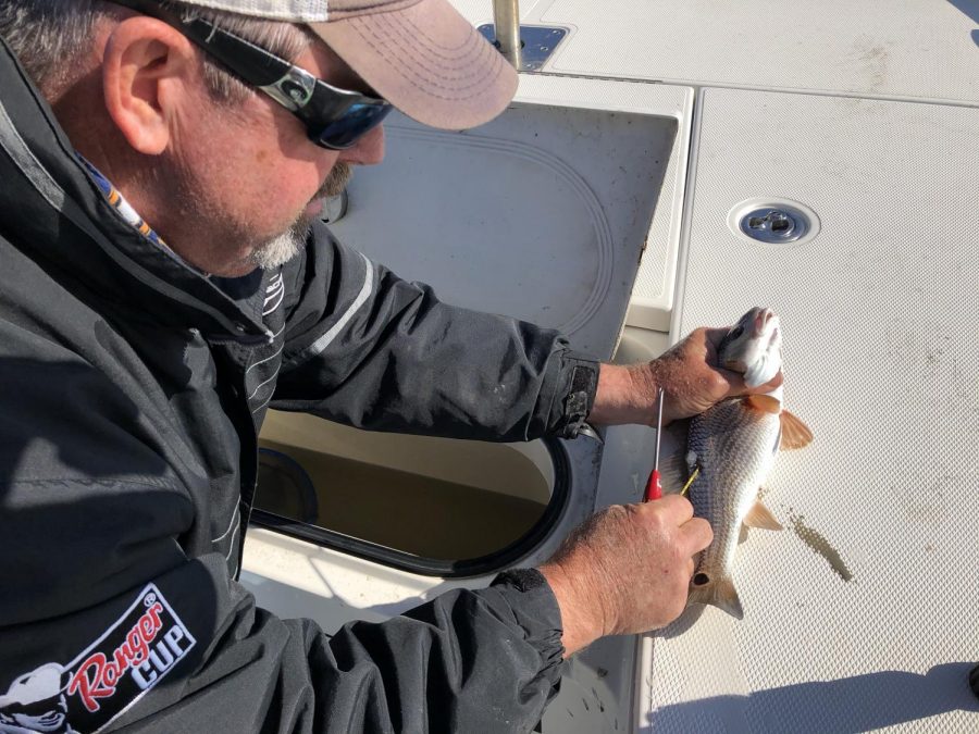 Captain Maurice DAquin tags a small redfish on Nov. 2. D’Aquin spends most of his days on the water, fishing off of the artificial reefs. Photo credit: Madison Mcloughlin