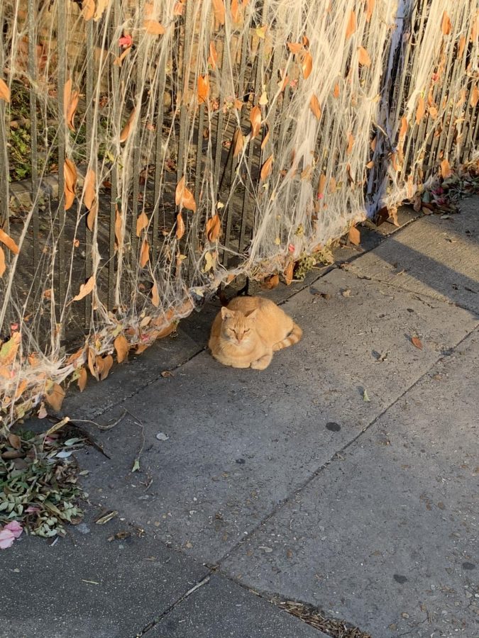 A cat chills out on a sidewalk on Maple Street on Nov. 2. Photo credit: Gracie Wise