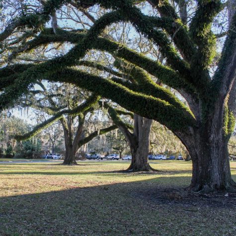 Oak trees bask in the sunshine at City Park Sunday Feb. 6, 2021.