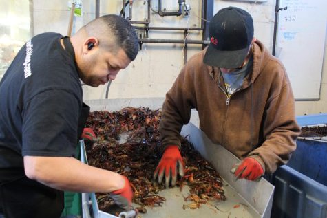 Cooks at NOLA Crawfish King and BBQ pick through fresh crawfish.