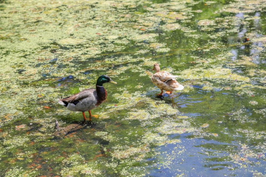 ducks+in+water