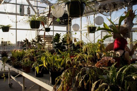 Plants hang in the greenhouse on the roof of Monroe Hall on April 22, 2022. The environment program hosted a party in the greenhouse to celebrate Earth Week. Anna Hummel/The Maroon