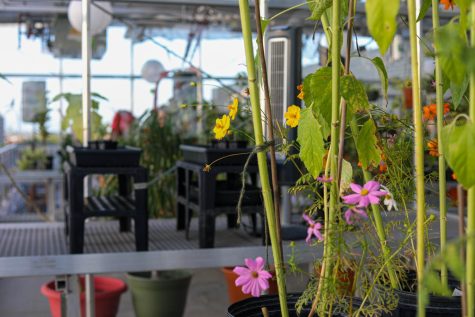 Plants hang in Monroes rooftop greenhouse on April 22, 2022. The environment program hosted events to celebrate Earth Week. 