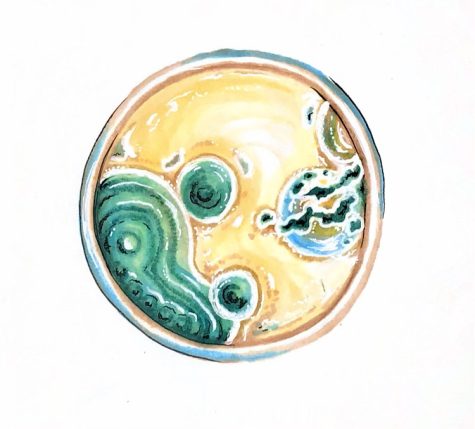 A close up, drawn picture of mold. It is gross and multicolored.