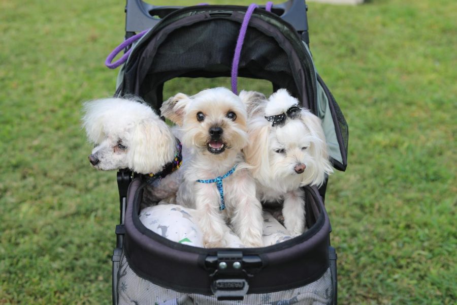 Three fluffy little dogs sit looking around in a baby stroller